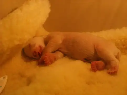 Медвежонок Кнут.