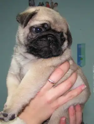 Он хочет быть любимым