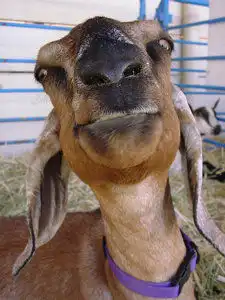 Лучшие козы интернета