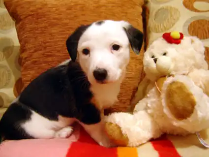 Щенок от нашей Зайки