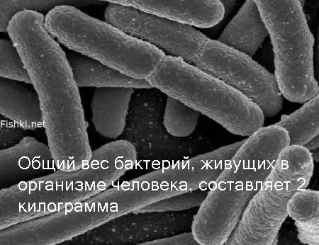 А знаете ли вы что?