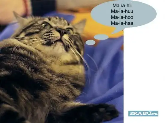 О чем кошки думают на выставке