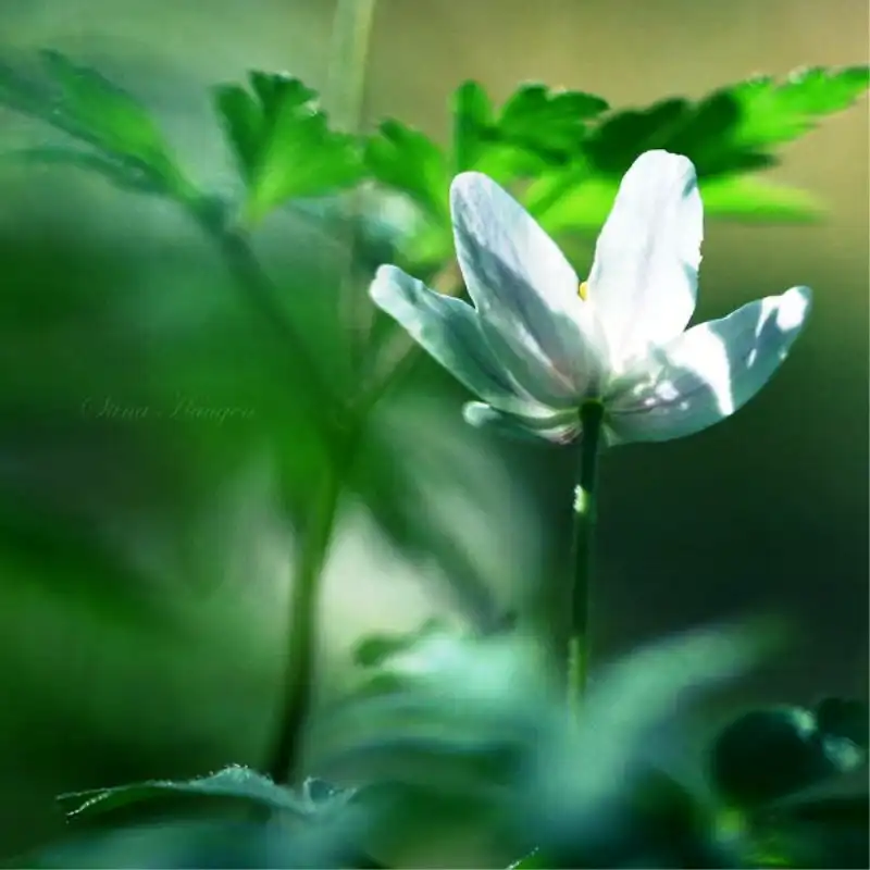 Macro Nature :"Цвяточки."