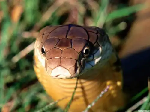 З-з-з-змеи...