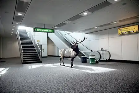 Фотосессия диких животных в городе