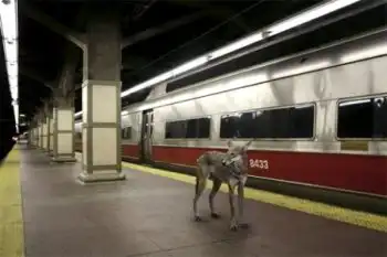 Фотосессия диких животных в городе