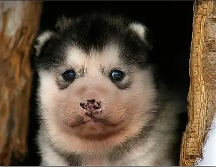 Сибирские хаски