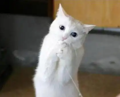 Забавные кошачьи фото