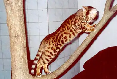 Породы кошек