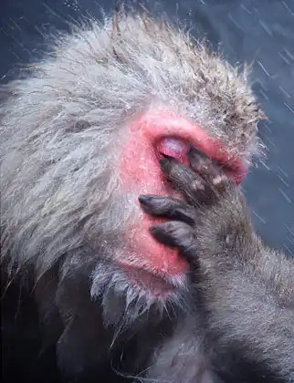 Steve Bloom - один из признанных и самых известных фотографов - анималистов мира.