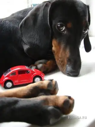 Таксомания