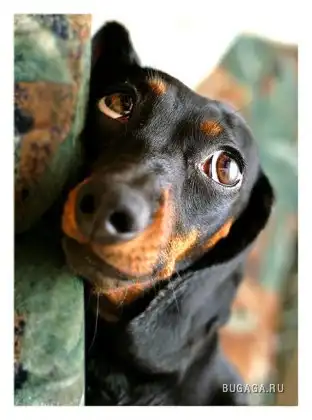 Таксомания