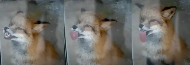 Большая животная подборка.