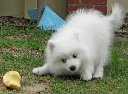 Большая животная подборка.