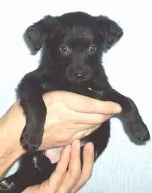 Милые щенки от небоьшой собачки в добрые руки