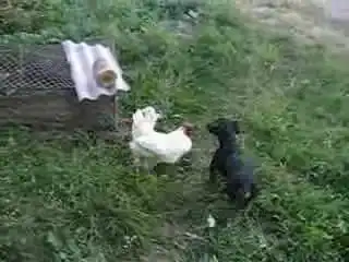 Такса прикалывается