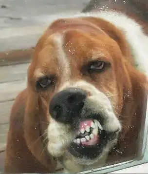 Животные и стекло