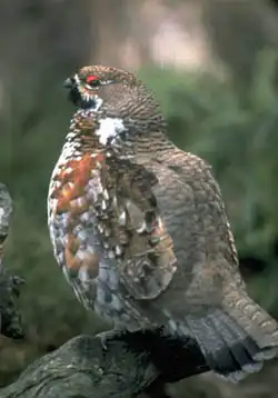 Русские красоты