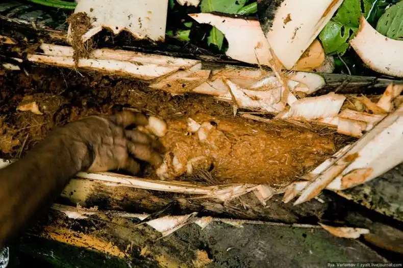 Курсы выживания в джунглях