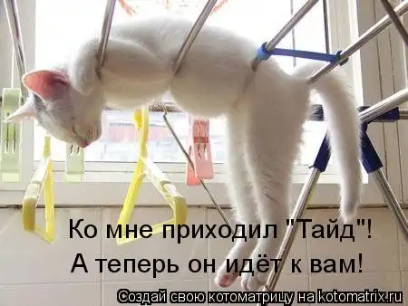 новая котоматрица