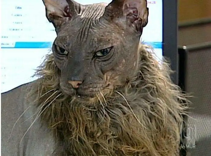 Самый уродливый кот в мире (7 фото + видео)