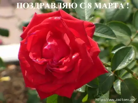 Поздравление с 8 марта любимой!!!