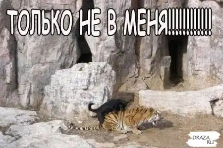 Женские фразочки ))