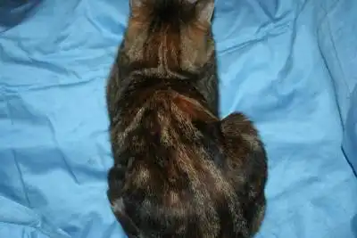 Красавица Крошка