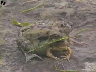 Трёхглавый "монстр"