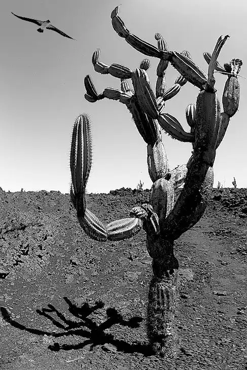 Галапагосские острова в работах Стива Ференасса.