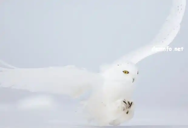 Белые животные на снегу.