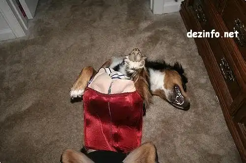 Экие модницы.