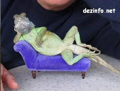 Экие модницы.