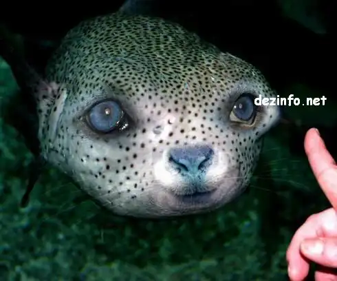 Подводный мир.