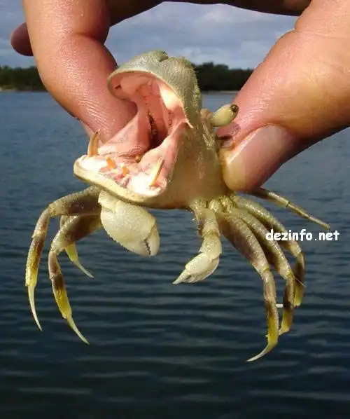 Подводный мир.