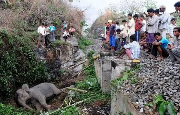 Поезд сбил слоненка.