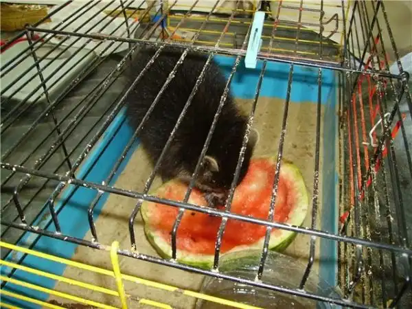 Один день из жизне енота.