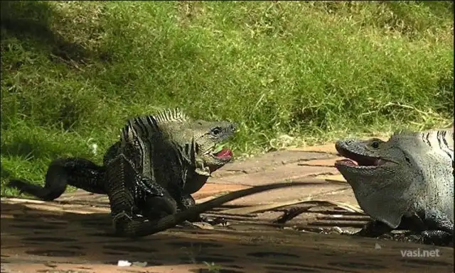 Крайняя жестокость дикой природы.