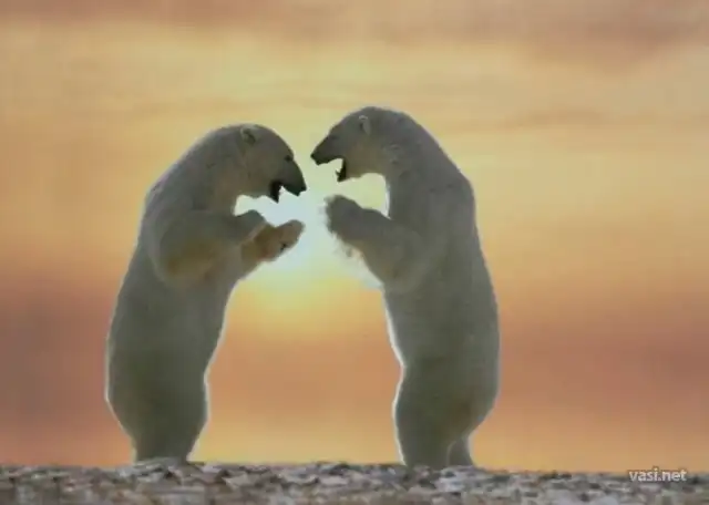 Крайняя жестокость дикой природы.