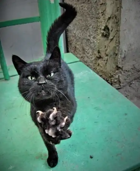 Иногда и коты опасны.