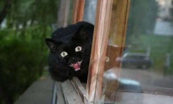 Иногда и коты опасны.