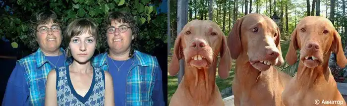 Люди и животные: а что, похожи.