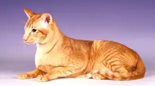 Кошка плюс текила