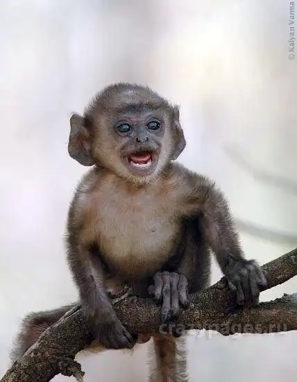 Неформатные животные.