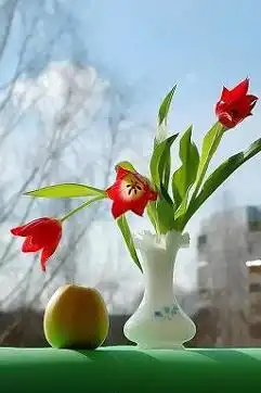 Потборка Тюльпанов