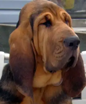 Топ-10 самых непослушных собак