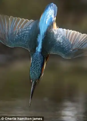 Забавная птичка