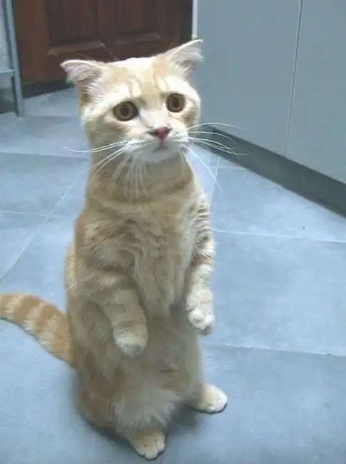 Вот с кого Гарфильда рисовали.