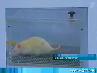 Альтернатива вивисекции