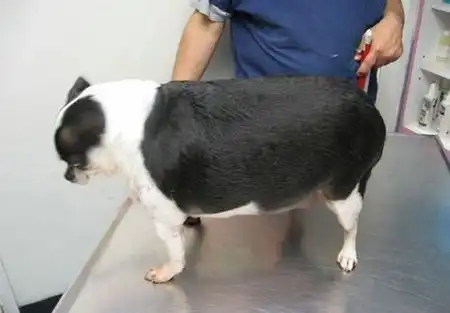 Толстые животные